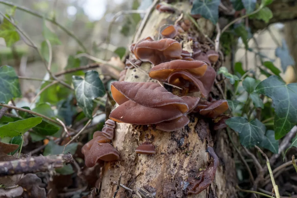 Chinese morel mushrooms growing on a log with green leaves.